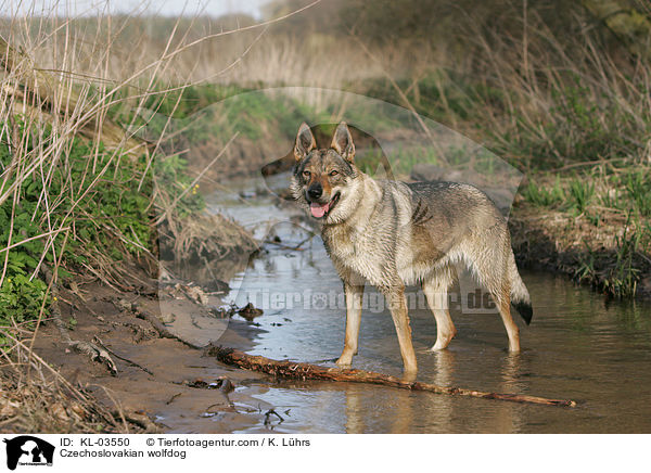 Czechoslovakian wolfdog / KL-03550