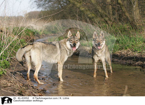 Czechoslovakian wolfdogs / KL-03552