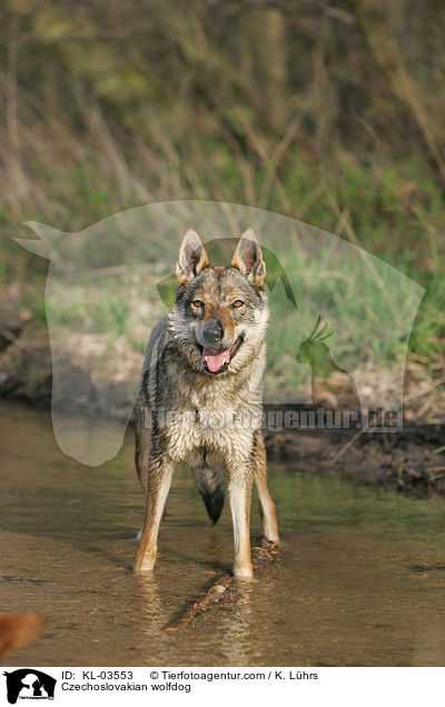 Czechoslovakian wolfdog / KL-03553