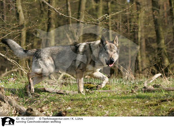 running Czechoslovakian wolfdog / KL-03557
