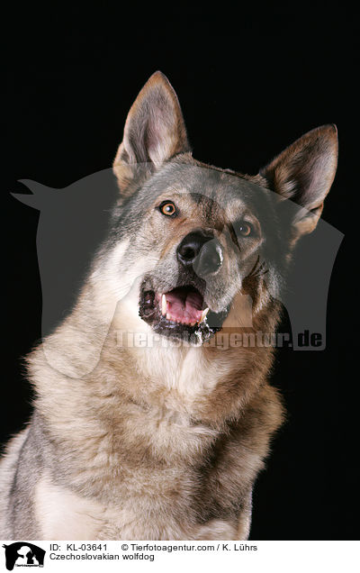 Tschechoslowakischer Wolfhund / Czechoslovakian wolfdog / KL-03641