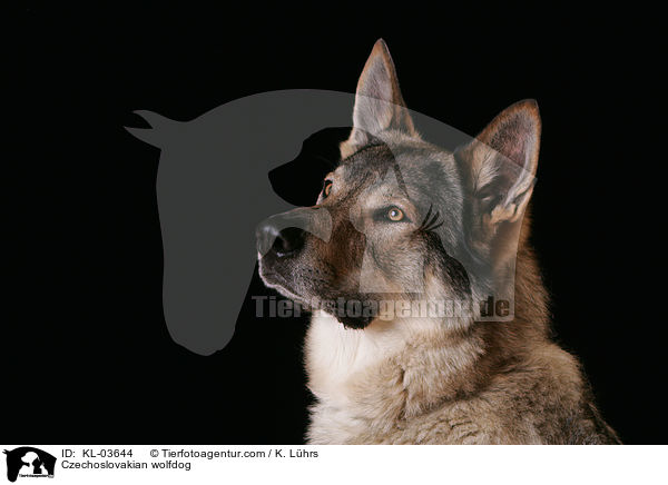 Czechoslovakian wolfdog / KL-03644