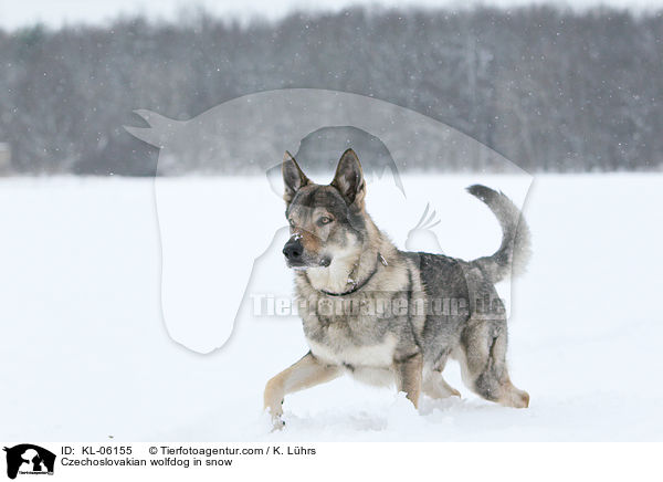 Czechoslovakian wolfdog in snow / KL-06155
