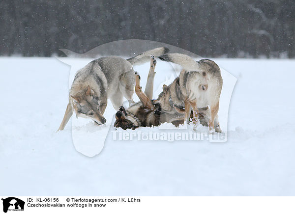 Czechoslovakian wolfdogs in snow / KL-06156