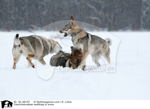 Czechoslovakian wolfdogs in snow / KL-06157