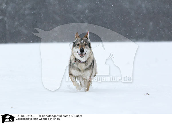 Tschechoslowakischer Wolfhund im Schnee / Czechoslovakian wolfdog in snow / KL-06159