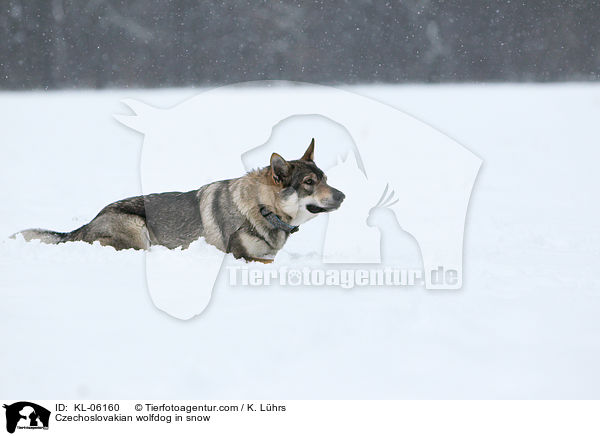 Tschechoslowakischer Wolfhund im Schnee / Czechoslovakian wolfdog in snow / KL-06160