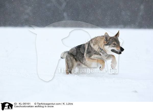 Tschechoslowakischer Wolfhund im Schnee / Czechoslovakian wolfdog in snow / KL-06161