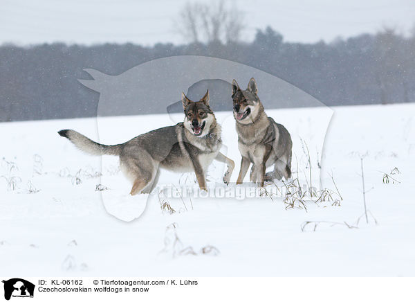 Tschechoslowakische Wolfhunde im Schnee / Czechoslovakian wolfdogs in snow / KL-06162