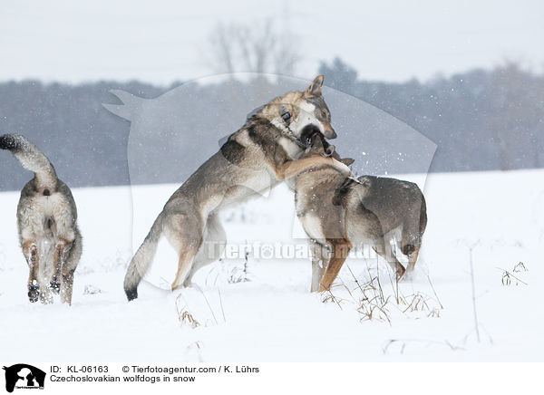 Tschechoslowakische Wolfhunde im Schnee / Czechoslovakian wolfdogs in snow / KL-06163