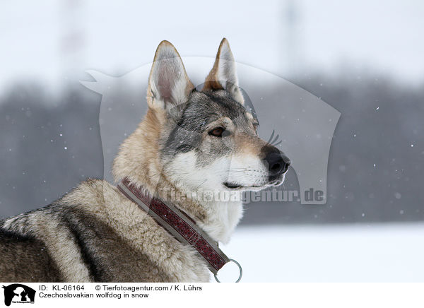 Tschechoslowakischer Wolfhund im Schnee / Czechoslovakian wolfdog in snow / KL-06164