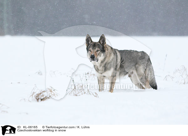 Tschechoslowakischer Wolfhund im Schnee / Czechoslovakian wolfdog in snow / KL-06165