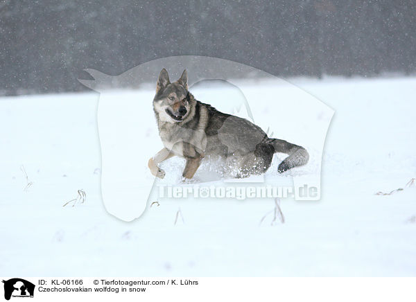 Tschechoslowakischer Wolfhund im Schnee / Czechoslovakian wolfdog in snow / KL-06166