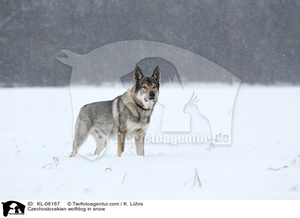 Tschechoslowakischer Wolfhund im Schnee / Czechoslovakian wolfdog in snow / KL-06167