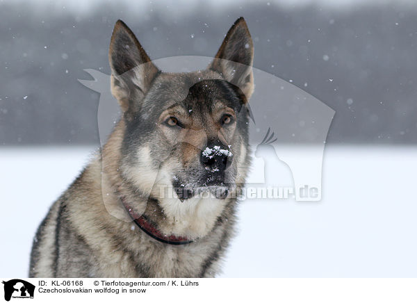 Tschechoslowakischer Wolfhund im Schnee / Czechoslovakian wolfdog in snow / KL-06168