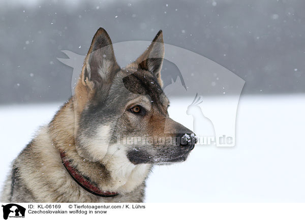 Tschechoslowakischer Wolfhund im Schnee / Czechoslovakian wolfdog in snow / KL-06169