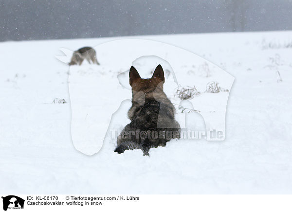 Tschechoslowakischer Wolfhund im Schnee / Czechoslovakian wolfdog in snow / KL-06170
