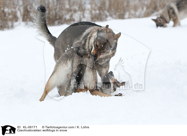 Tschechoslowakische Wolfhunde im Schnee / Czechoslovakian wolfdogs in snow / KL-06171