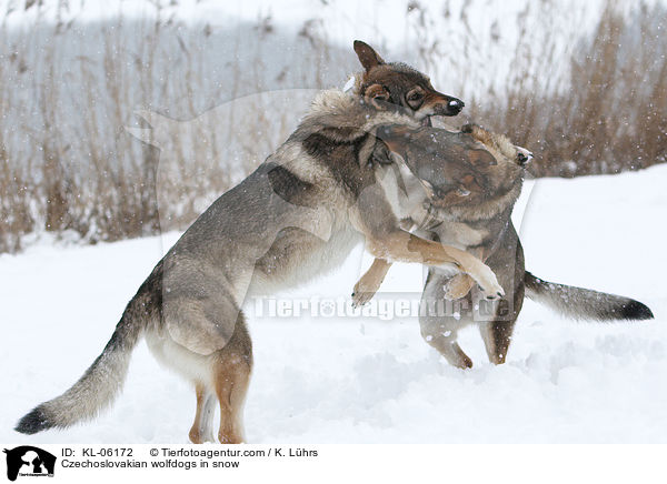 Tschechoslowakische Wolfhunde im Schnee / Czechoslovakian wolfdogs in snow / KL-06172