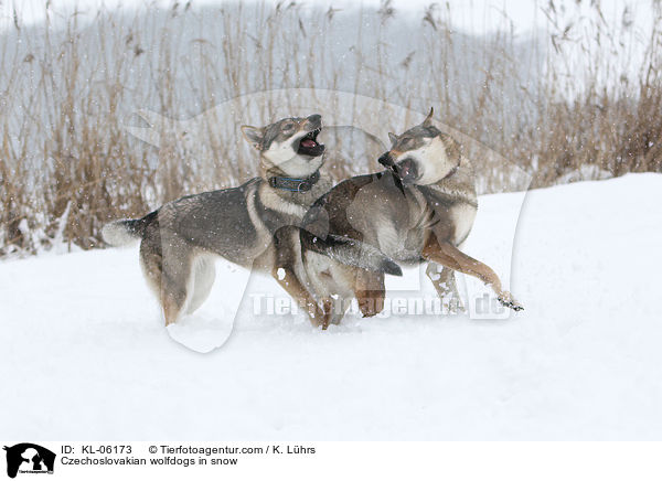 Tschechoslowakische Wolfhunde im Schnee / Czechoslovakian wolfdogs in snow / KL-06173