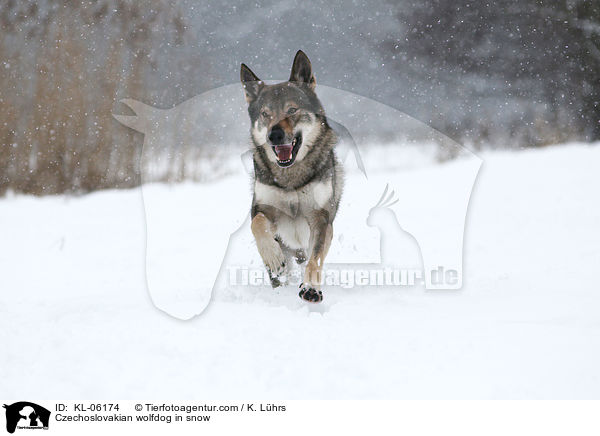 Tschechoslowakischer Wolfhund im Schnee / Czechoslovakian wolfdog in snow / KL-06174
