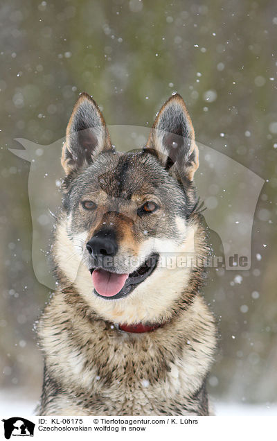 Tschechoslowakischer Wolfhund im Schnee / Czechoslovakian wolfdog in snow / KL-06175