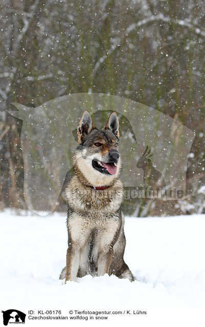 Tschechoslowakischer Wolfhund im Schnee / Czechoslovakian wolfdog in snow / KL-06176
