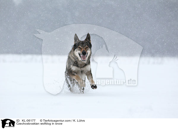 Tschechoslowakischer Wolfhund im Schnee / Czechoslovakian wolfdog in snow / KL-06177