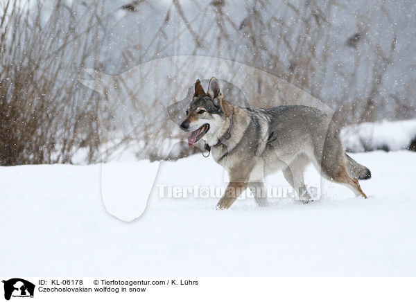 Tschechoslowakischer Wolfhund im Schnee / Czechoslovakian wolfdog in snow / KL-06178