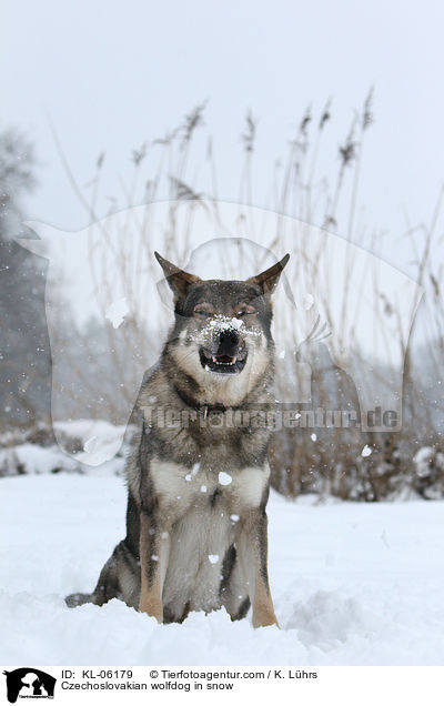 Tschechoslowakischer Wolfhund im Schnee / Czechoslovakian wolfdog in snow / KL-06179