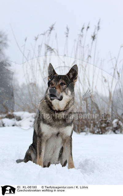 Tschechoslowakischer Wolfhund im Schnee / Czechoslovakian wolfdog in snow / KL-06180