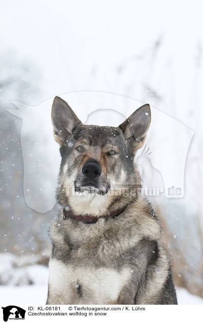 Czechoslovakian wolfdog in snow / KL-06181