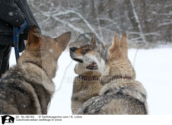 Czechoslovakian wolfdogs in snow / KL-06182