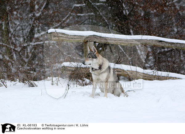 Tschechoslowakischer Wolfhund im Schnee / Czechoslovakian wolfdog in snow / KL-06183