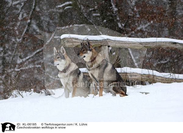 Czechoslovakian wolfdogs in snow / KL-06185