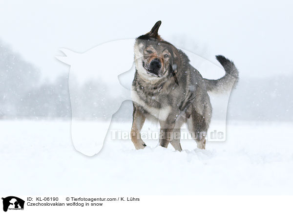 Czechoslovakian wolfdog in snow / KL-06190