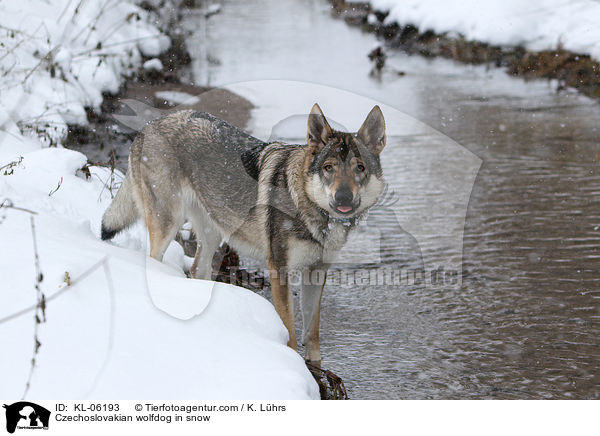 Czechoslovakian wolfdog in snow / KL-06193