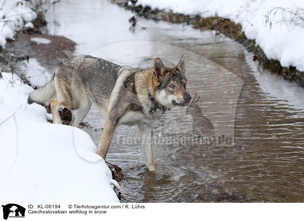 Czechoslovakian wolfdog in snow / KL-06194
