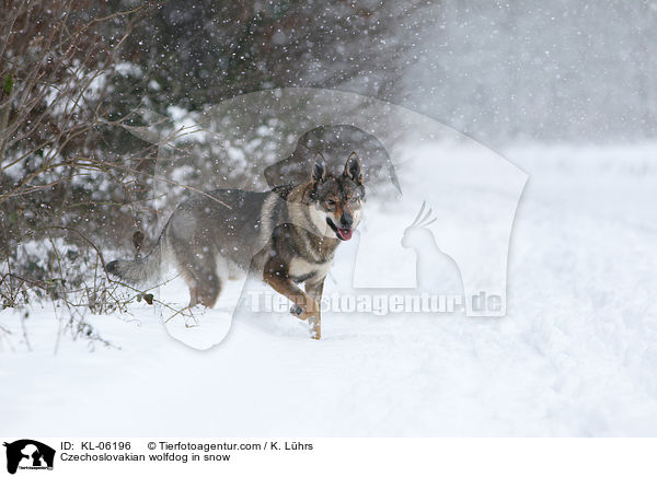 Czechoslovakian wolfdog in snow / KL-06196