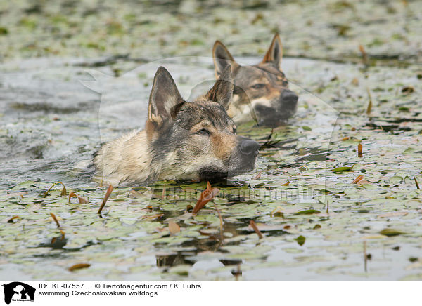 swimming Czechoslovakian wolfdogs / KL-07557
