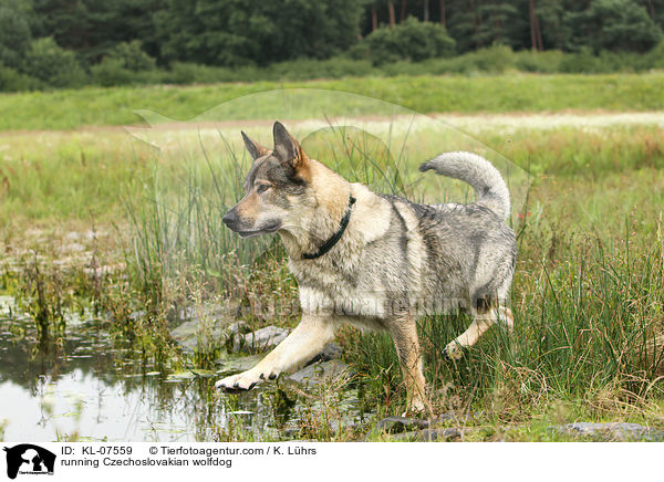 running Czechoslovakian wolfdog / KL-07559