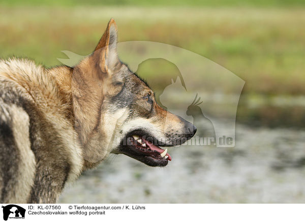 Czechoslovakian wolfdog portrait / KL-07560