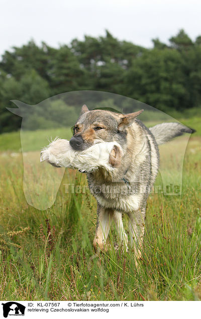 apportierender Tschechoslowakischer Wolfhund / retrieving Czechoslovakian wolfdog / KL-07567