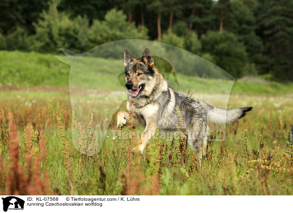running Czechoslovakian wolfdog / KL-07568