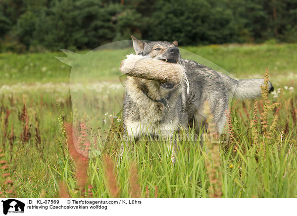 retrieving Czechoslovakian wolfdog / KL-07569