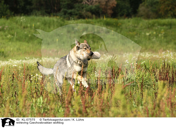 retrieving Czechoslovakian wolfdog / KL-07575