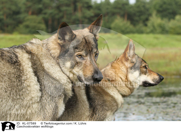 Czechoslovakian wolfdogs / KL-07589