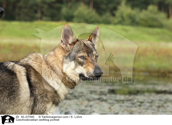 Czechoslovakian wolfdog portrait / KL-07590