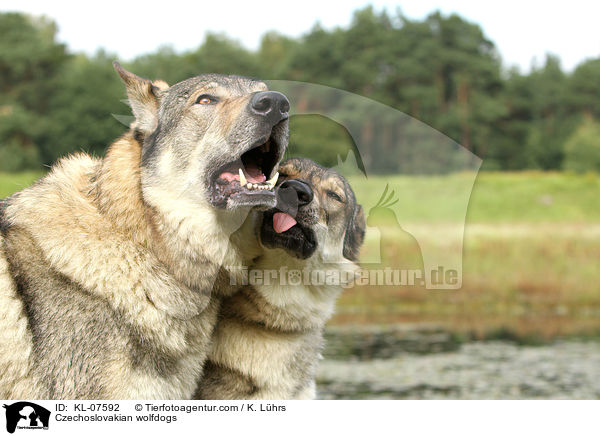 Czechoslovakian wolfdogs / KL-07592
