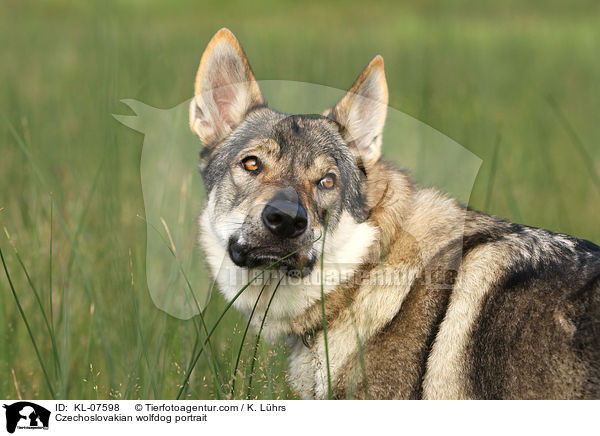 Czechoslovakian wolfdog portrait / KL-07598